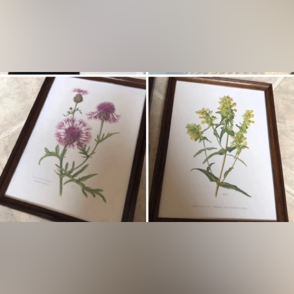 2 Frames Framed Vintage Prints Botanical Flowers Plants Oak 11.5 x 8.3” - Picture 1 of 3